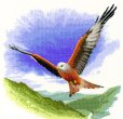 画像1: Red Kite in Flight (1)