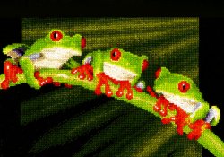 画像1: ◎　Red-Eyed Tree Frogs　◎   和文説明書付