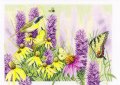 ◎　Butterfly bush and echinacea 27ct版　◎　和文説明書付
