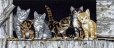 画像1: Barnyard Kitties　　和文説明書付 (1)