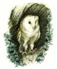 画像1: Barn Owl   和文説明書付 (1)
